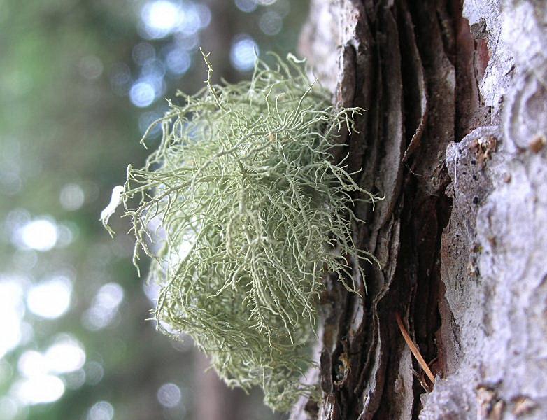 Licheni frondosi appartenenti al genere Usnea